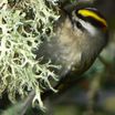 Golden-crowned Kinglet